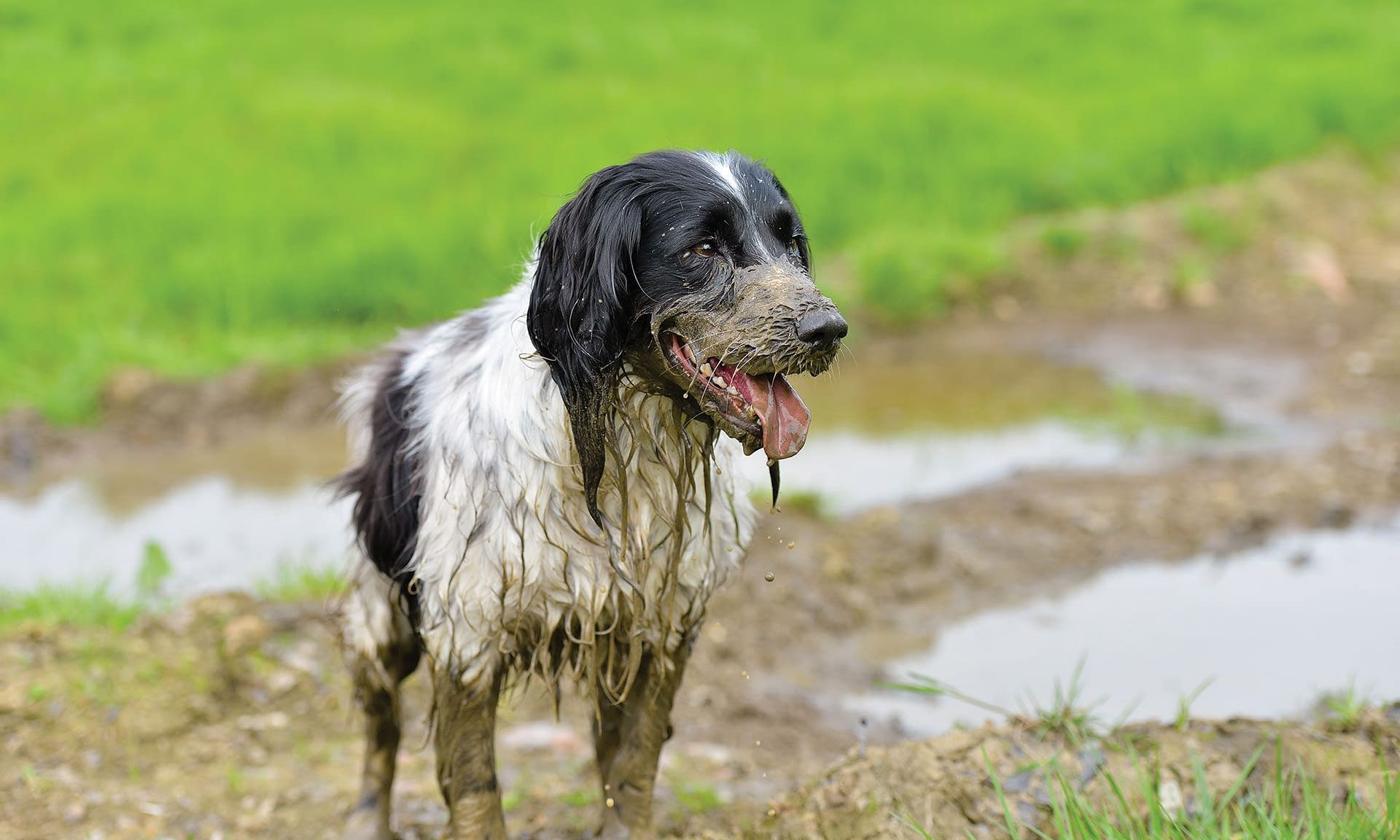 How To Remove Pet Odours Powair Co Uk